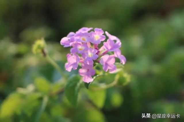 头脑最厉害的星座女，头脑聪明，但承受痛苦最多的三大星座，心思敏感，容易抑郁