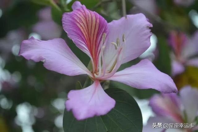 头脑最厉害的星座女，头脑聪明，但承受痛苦最多的三大星座，心思敏感，容易抑郁