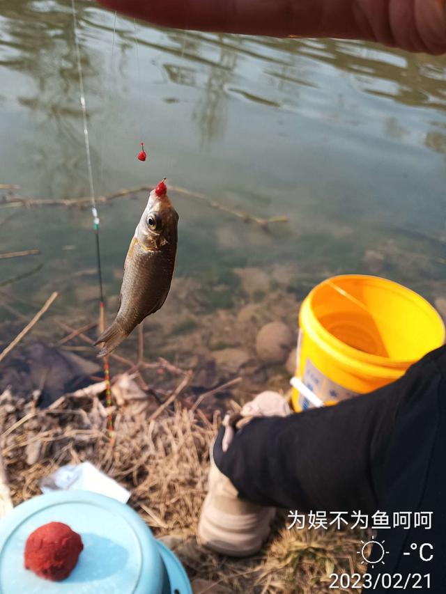 七星钩钓白条技巧讲解视频，【钓鱼之家虾粉】好天气，好日子，好饵料，轻松过百不是梦