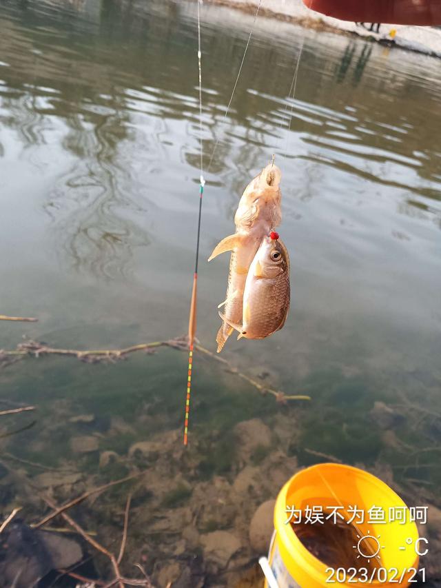 七星钩钓白条技巧讲解视频，【钓鱼之家虾粉】好天气，好日子，好饵料，轻松过百不是梦