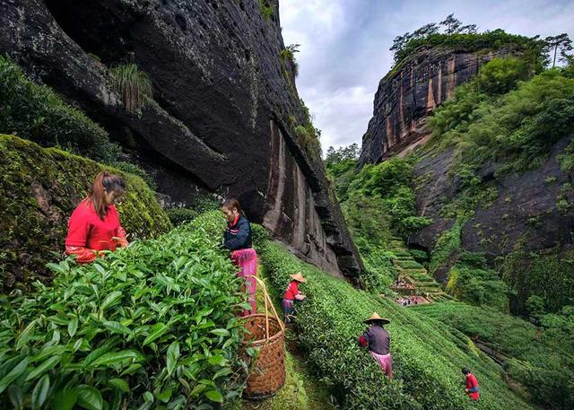 易商道，中国茶叶的千年旅程从茶马古道到万里茶道