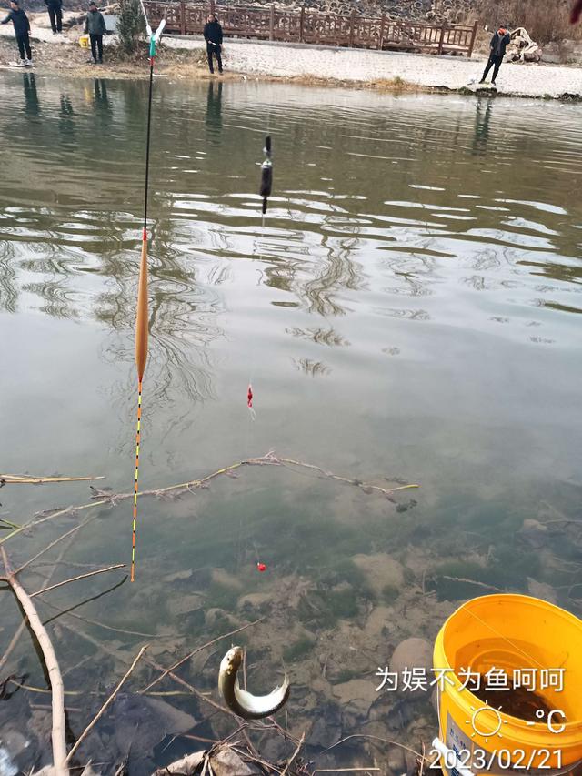 七星钩钓白条技巧讲解视频，【钓鱼之家虾粉】好天气，好日子，好饵料，轻松过百不是梦