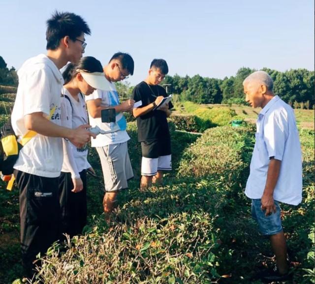 特色茶产业赋能乡村振兴