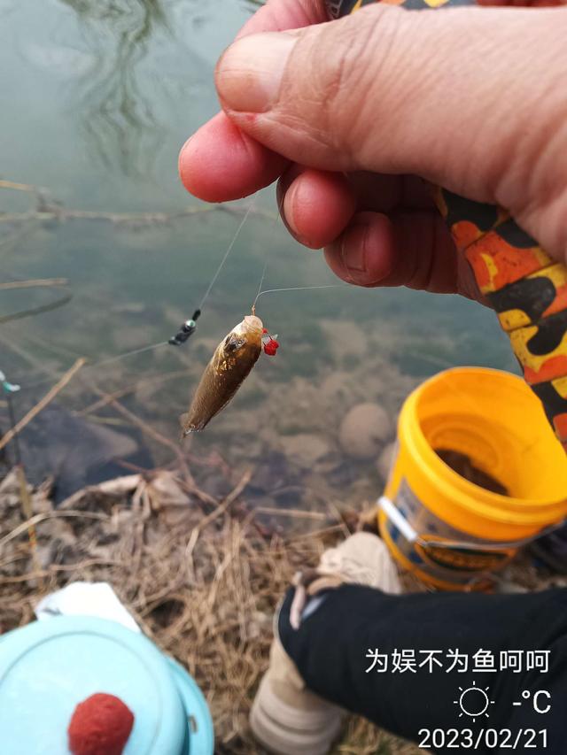 七星钩钓白条技巧讲解视频，【钓鱼之家虾粉】好天气，好日子，好饵料，轻松过百不是梦