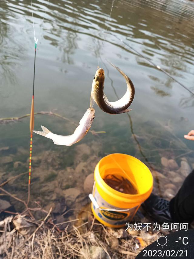 七星钩钓白条技巧讲解视频，【钓鱼之家虾粉】好天气，好日子，好饵料，轻松过百不是梦