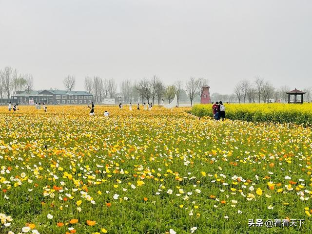 李雨青博客，李青雨是谁