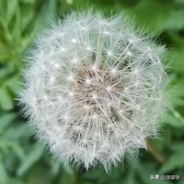 什么的小花，什么的小花填合适的词二年级