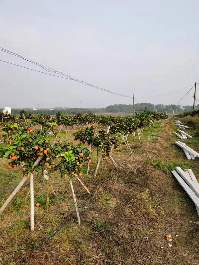 湖北省武汉市江夏区，湖北省武汉市江夏区邮编