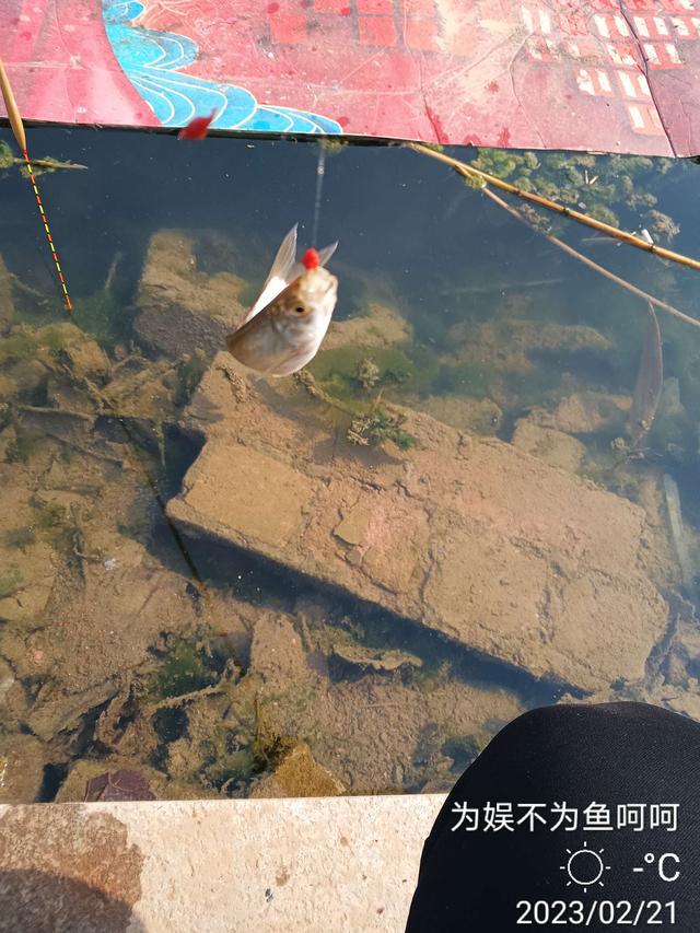 七星钩钓白条技巧讲解视频，【钓鱼之家虾粉】好天气，好日子，好饵料，轻松过百不是梦